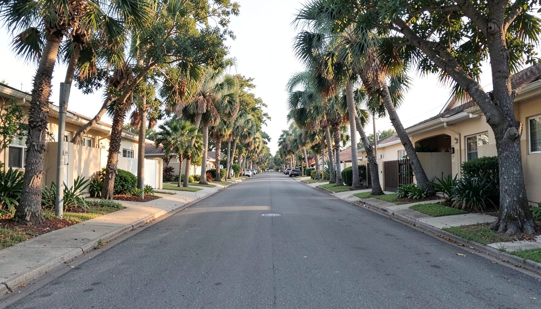 Quiet residential street lined with subtropical trees and low-rise buildings under soft afternoon light